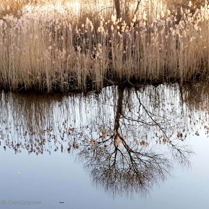 Bent in the river Daugava. Author: Alvils Hincs