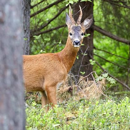 Deer buck at the Cenu Moor Author: Agris Krusts