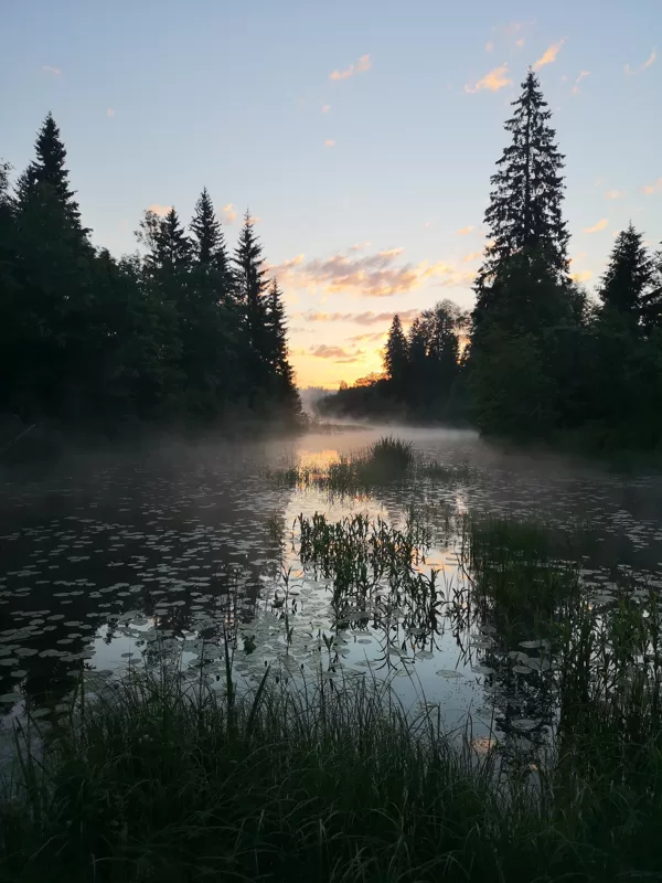 Jāņu rīts pie Gaujas. Autore: Līga Lūse-Zambare