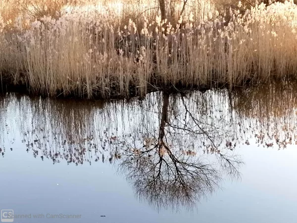 Smilgas Daugavā. Autors: Alvils Hincs